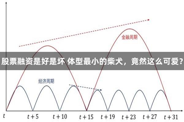 股票融资是好是坏 体型最小的柴犬，竟然这么可爱？