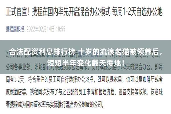 合法配资利息排行榜 十岁的流浪老猫被领养后，短短半年变化翻天覆地！